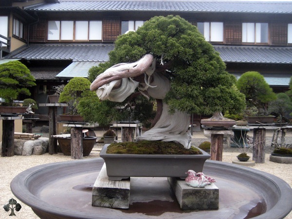 bonsai, arte, árvore