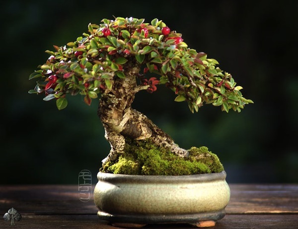 bonsai, arte, árvore