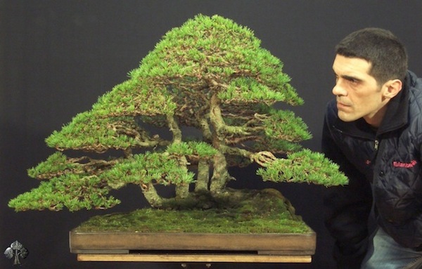 bonsai, arte, árvore