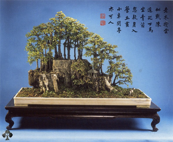 bonsai, arte, árvore