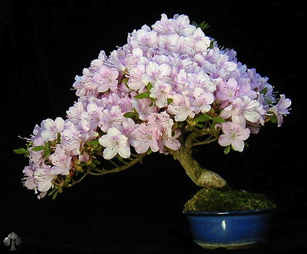 bonsai, arte, árvore