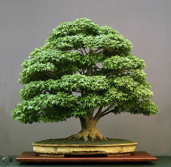 bonsai, arte, árvore