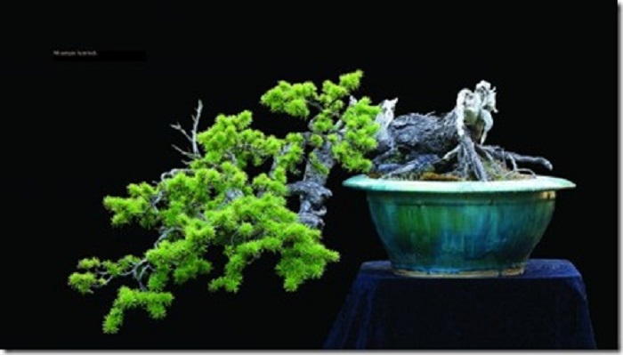 bonsai, arte, árvore