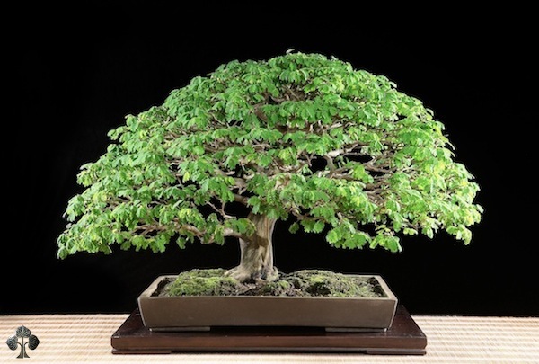 bonsai, arte, árvore