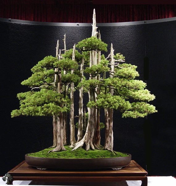 bonsai, arte, árvore