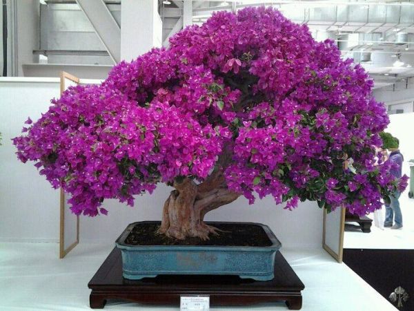 bonsai, arte, árvore