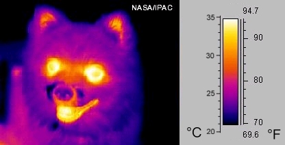 Imagem térmica de um cão, com recurso à radiação infravermelha