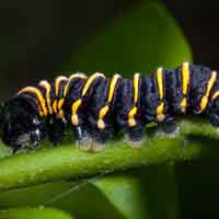 Metamorfose Borboleta Metamorfose Borboleta