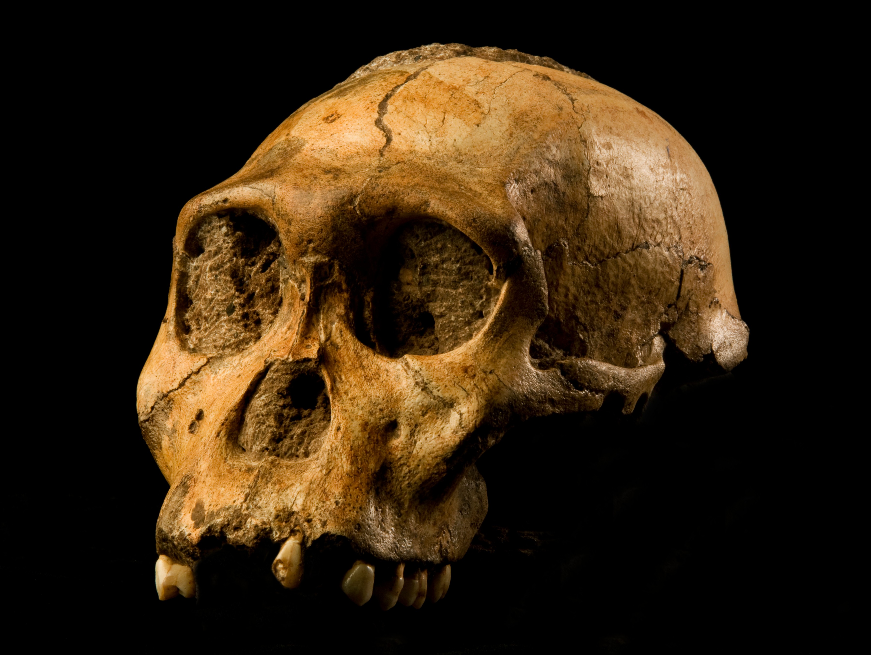  crânio de australopithecus (Foto: wikimedia commons)
