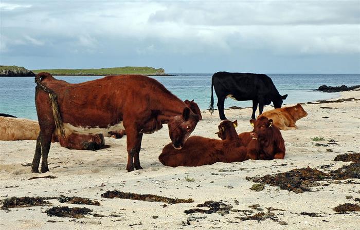 Ilha de Skye